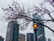 Canada, Ontario, Toronto, view through branches on skyscrapers — Stock Photo