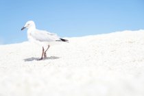 Austrália, Austrália Ocidental, Parque Nacional François Peron, uma gaivota em Shell Beach de conchas brancas — Fotografia de Stock