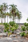 Lava e palme segrete sulla costa di Pu'uhonua O Honaunau National Historical Park, Hawaii, Stati Uniti — Foto stock