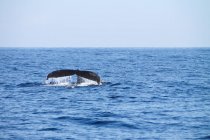 USA, Hawaii, Kailua-Kona, fluke of whale during whale watching tour. — Stock Photo