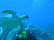 Turtle closeup underwater in natural habitat — Stock Photo