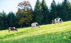 Germany,  Oberwolfach, Westweg, grazing cows by forest — Stock Photo