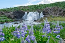 Fossarrett-Wasserfall mit blühenden Lupinenblumen im Vordergrund, Island, Reykjavik — Stockfoto