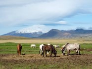 Gruppe von Pferden auf der Weide im Freien, Island — Stockfoto