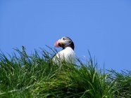 Low angle view of puffin sitting on green grass with clear blue sky — Stock Photo