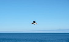 Пухнастий птах, що летить над лінією горизонту на блакитному небі — стокове фото
