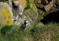Puffin bird with caught fish in beak sitting on grass, Iceland — Stock Photo