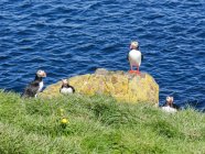 Group of puffins sitting on cliff with sea on background — Stock Photo