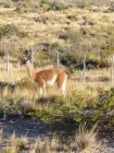 Argentina, Chubut, Viedma, Peninsula Valdez, Guanaco standing in meadow — Stock Photo