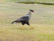 Argentine, Terre de Feu, Ushuaia, Caracara oiseau marchant au Parc National de la Terre de Feu Karakara — Photo de stock