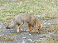 Вид сбоку маленького лиса на грязной земле — стоковое фото