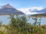 Argentina, Santa Cruz, Lago Argentino, Geleira Perito Moreno, vista glaciar através de arbustos — Fotografia de Stock