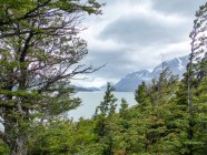 Chile, Ultima Esperanza, Torres del Paine, Vista del glaciar desde el bosque - foto de stock