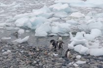 Антарктида, пингвины играют на воде — стоковое фото