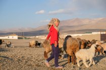 Tayikistán, pastora por la noche cuando las ovejas regresan a la aldea Alichur - foto de stock