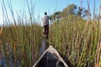 Botswana, Okavango Delta, Mokoro ехать через высокую трость, Mokoro это четырехметровая вырытая лодка — стоковое фото
