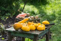 Gourdes et courgettes sur table rustique dans le jardin — Photo de stock