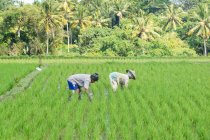 Індонезії Балі Блудний, Jatiluwih, люди, що працюють на рисові тераси — стокове фото