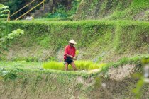 Человек в конусовой шляпе, работающий на рисовой террасе, Бали, Индонезия — стоковое фото