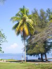 Vista sobre coletor de coco com pau grande na praia, Puerto Esperanza, Cuba — Fotografia de Stock