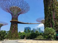SINGAPOUR - 26 MAI 2016 : Singapour, Superbes arbres de jardins botaniques au bord de la baie — Photo de stock