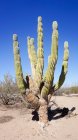 México, Baja California Sur, San Juan, Laz Paz, cactus grande en estepa - foto de stock