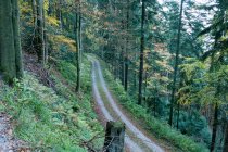 Germania, Bad Rippoldsau-Schapbach, Alexanderschanze, scena forestale con strada tra gli alberi — Foto stock