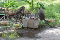 Индонезия, Бали, Кабамбатен Джембрана, две обезьяны на мусорном баке — стоковое фото