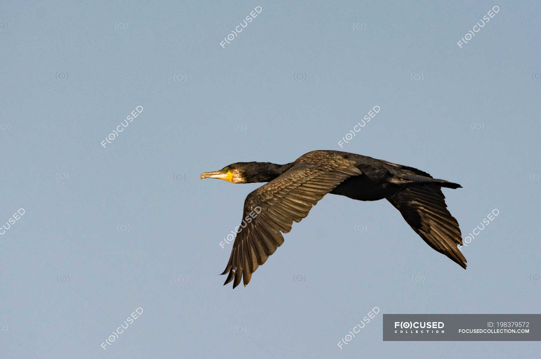 Image of Feathered shag in flight