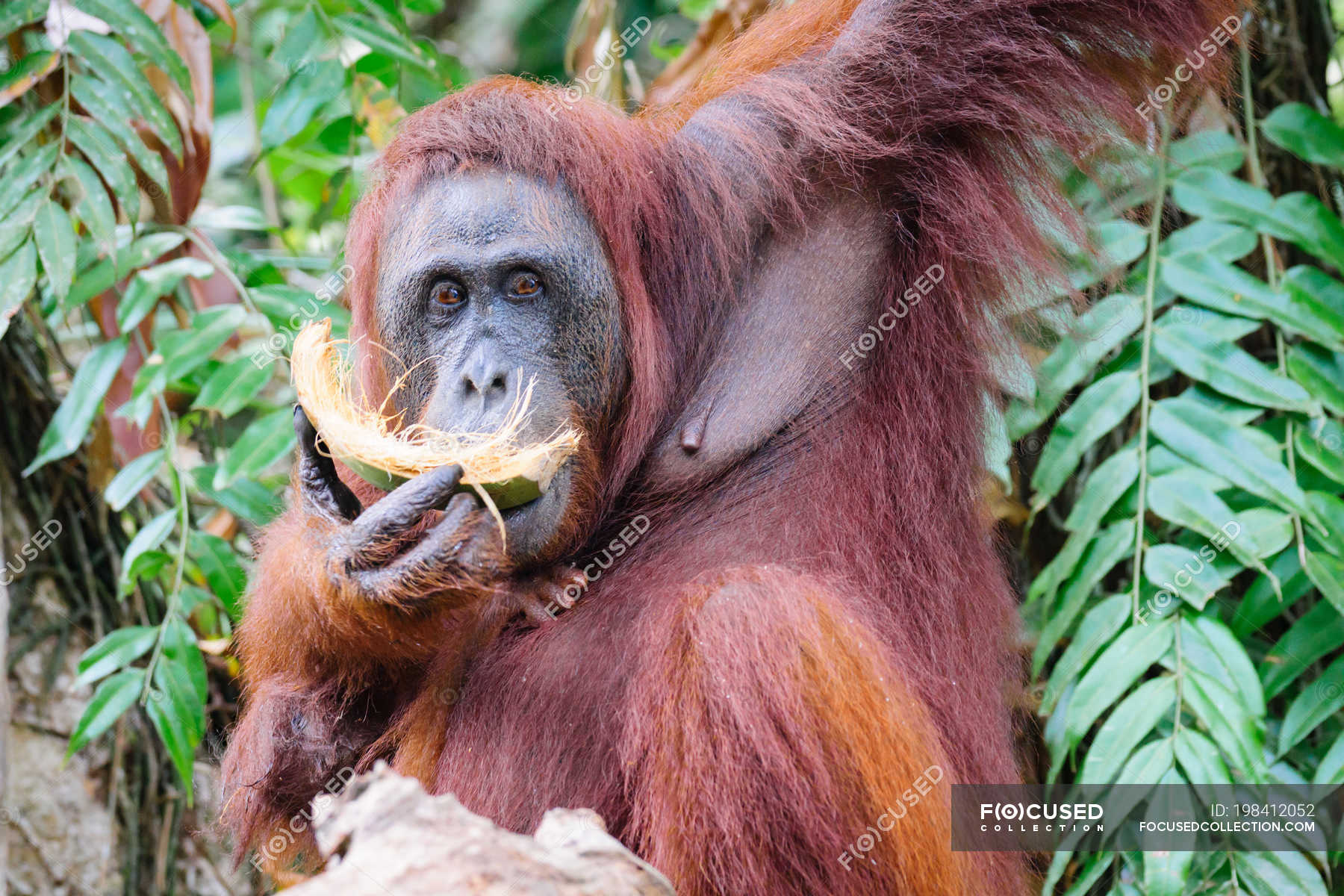 Orangutan eating coconut hanging on tree looking at camera — wildlife