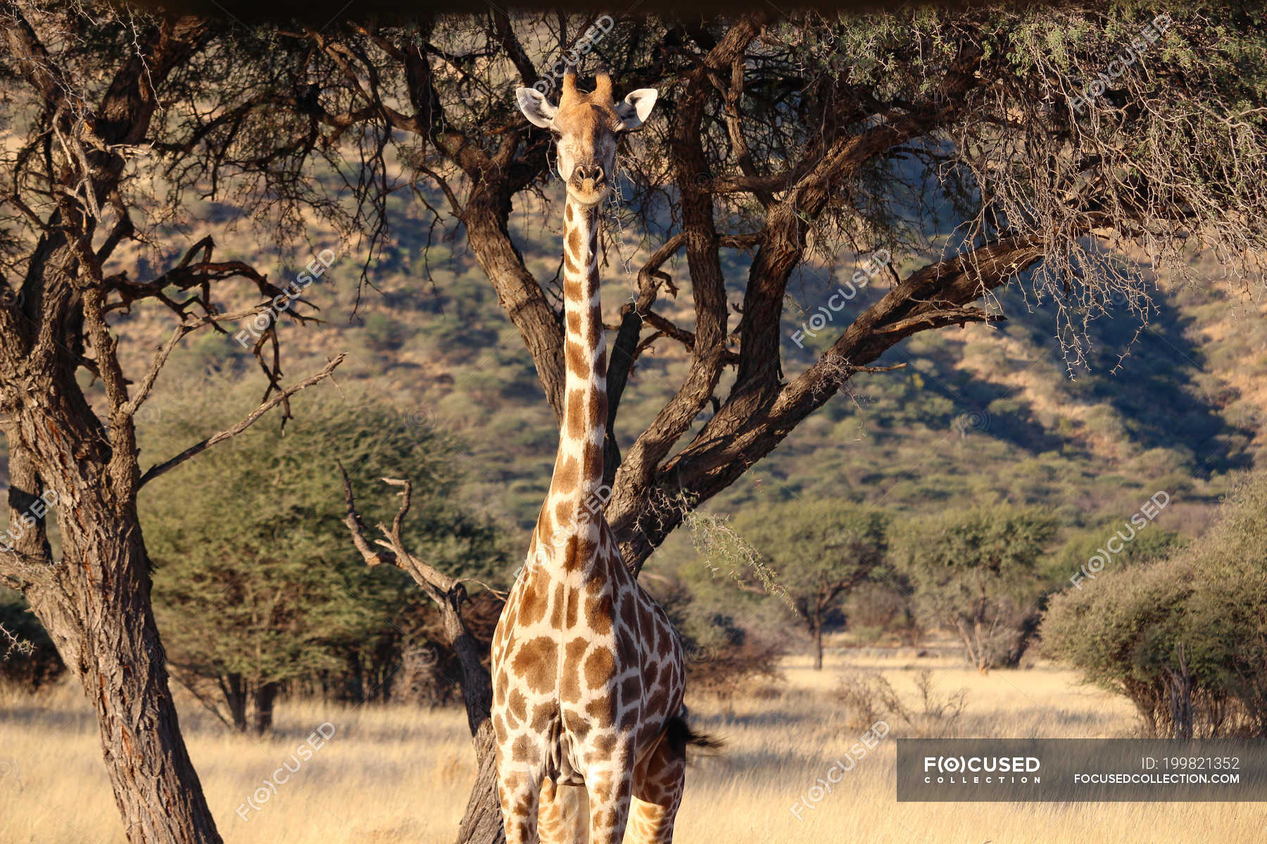 safari ranch giraffe