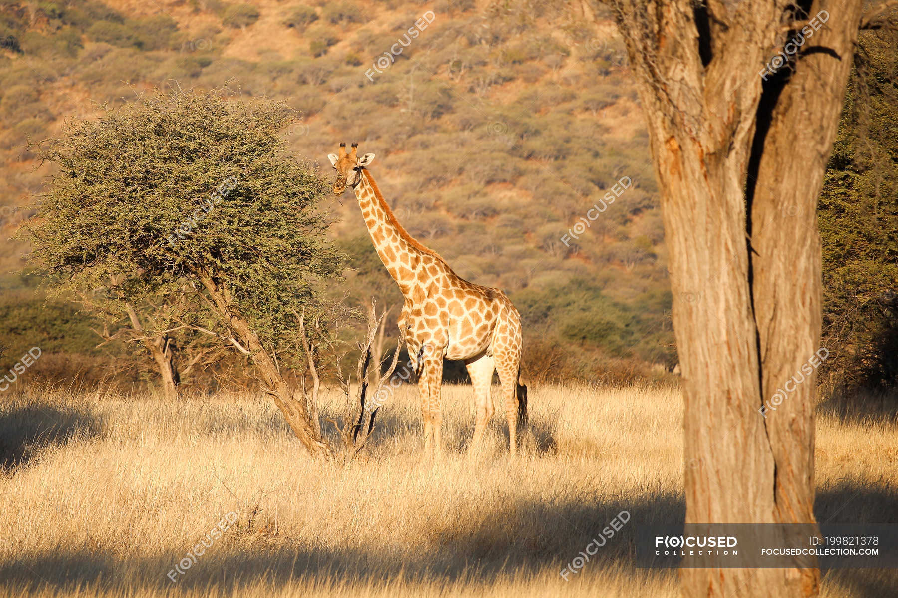 Namibia, Okapuka Ranch, Safari, Giraffe In Natural Habitat — Shadow ...