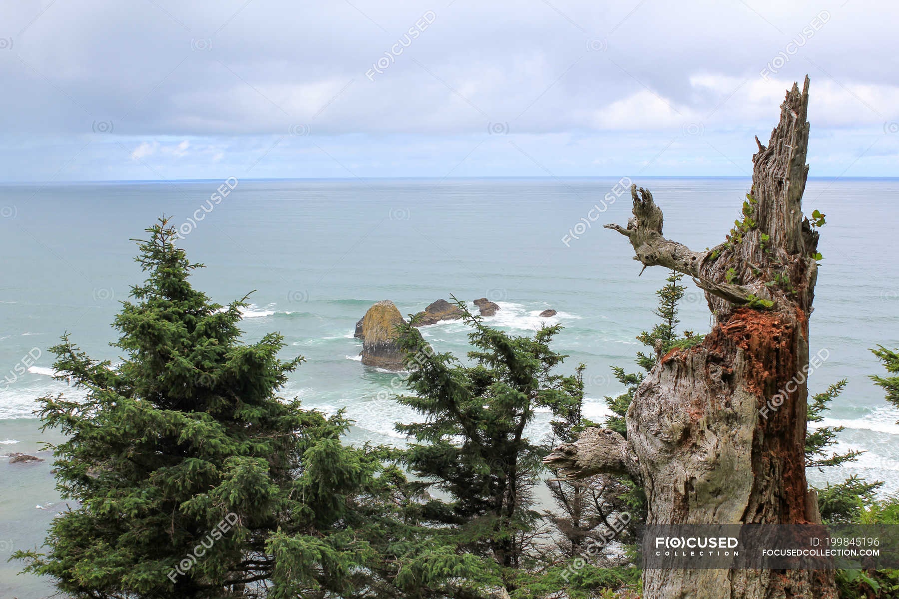 USA, Oregon, Arch Cape, trees on the coast by Highway 101 — shore ...