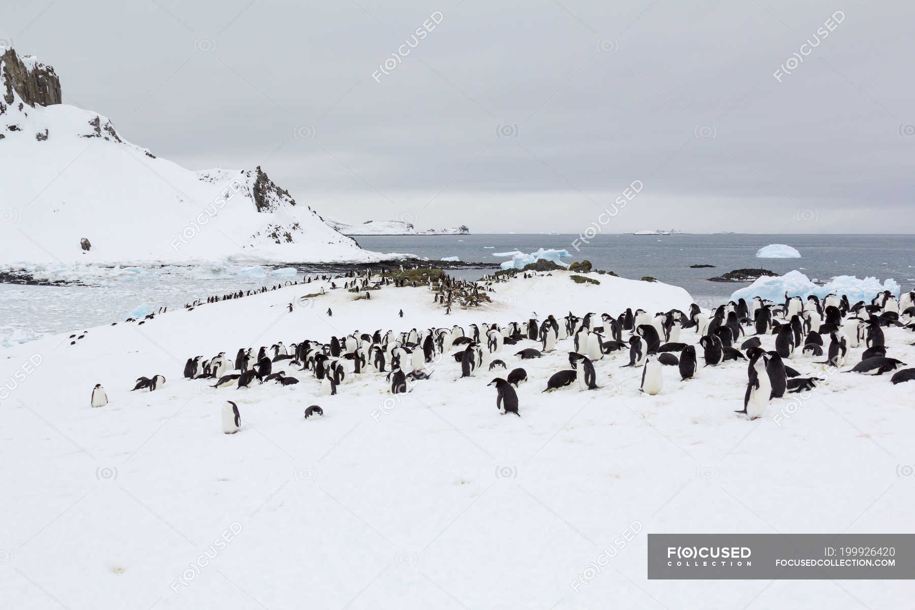 Swan Hill Bedding Penguin Family White Antarctic ice snow winter Renforcé 