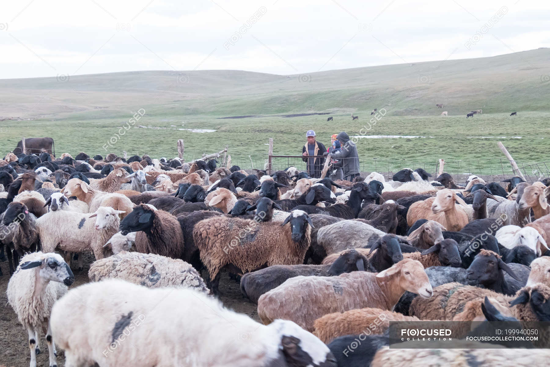 Kyrgyzstan, Naryn Region, Kochkor District, Flock of Sheep — fields ...