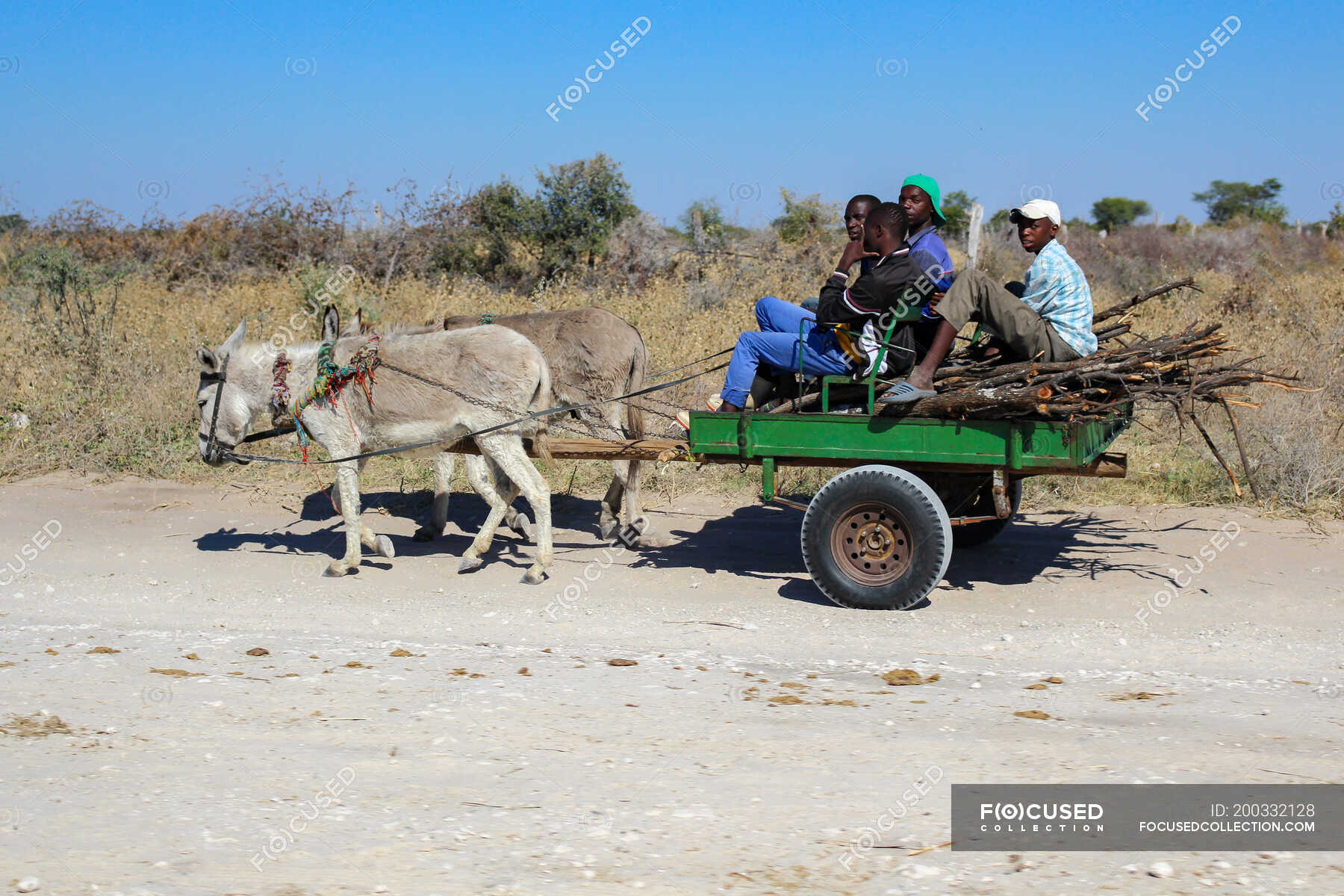 Botswana, drive to the Okavango Delta, donkey carts — bright cap ...