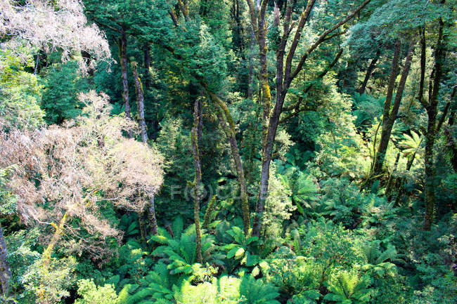 Australien, große Ozeanstraße, Otterfliege Baumkrone, malerischer Waldblick von oben — Stockfoto