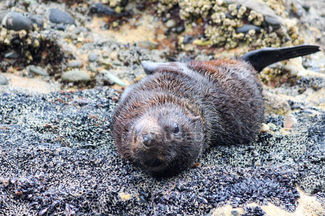 New Zealand, South Island, Tasman, Puponga, Golden Bay, Cape Farewell, Wharariki Beach with seal — Stock Photo