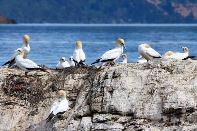 Чайки сидят на большом камне на побережье, Мальборо, Новая Зеландия — стоковое фото