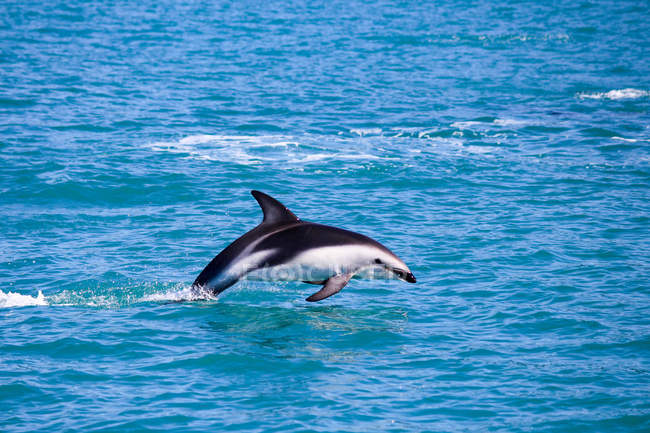 Новая Зеландия, Южный остров, Кантербери, Южный залив, Кайкоура, Дельфин Тур, Дельфин Встреча Тур на восходе солнца, Дельфин прыжки с моря — стоковое фото