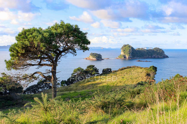 Nueva Zelanda, Isla Norte, Waikato, Hahei, Hahei, caminata a la cala de la Catedral, paisaje marino con árboles en la costa verde - foto de stock