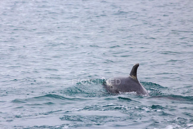 Aleta de delfín que sobresale del agua de mar - foto de stock
