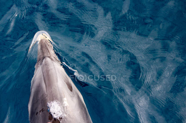 Новая Зеландия, Северный остров, Нортленд, Пахия, залив Островов, дельфин в море возвышенный вид — стоковое фото