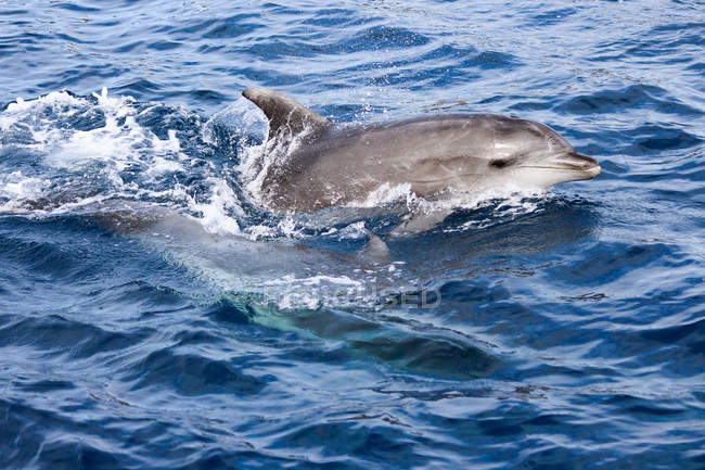 Nuova Zelanda, Isola del Nord, Northland, Pahia, Baia delle Isole, Nuoto dei delfini in mare — Foto stock