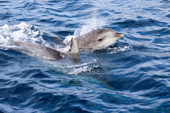 New Zealand, North Island, Northland, Pahia, Bay of Islands, Dolphins swimming in sea — Stock Photo