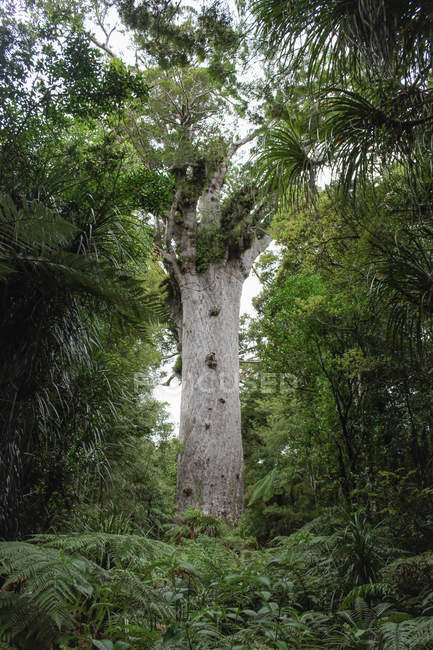 Nuova Zelanda, Isola del Nord, Northland, foresta di Waipoua Kauri, foresta di Kauri — Foto stock