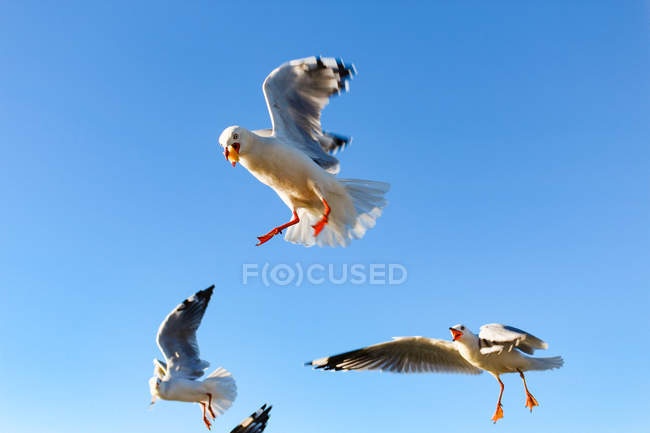 Nova Zelândia, Ilha do Norte, Northland, Mangonui, Vista inferior do rebanho voador de gaivotas — Fotografia de Stock