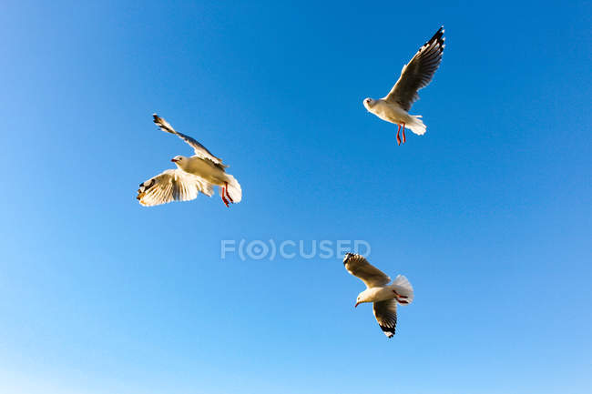 Neuseeland, Nordinsel, Nordland, Mangonui, von unten betrachtet fliegende Möwenschwärme — Stockfoto