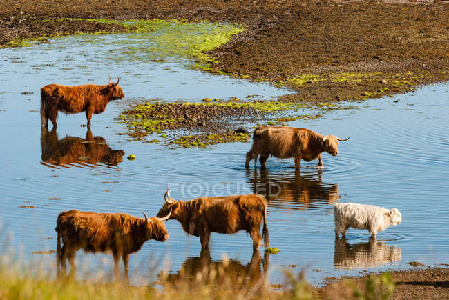 Reino Unido, Escocia, Argyll and Bute, Oban, Scottish Highland Cattle near Oban - foto de stock