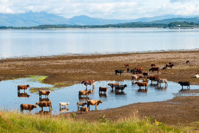 Reino Unido, Escocia, Argyll and Bute, Oban, Scottish Highland Cattle near Oban - foto de stock